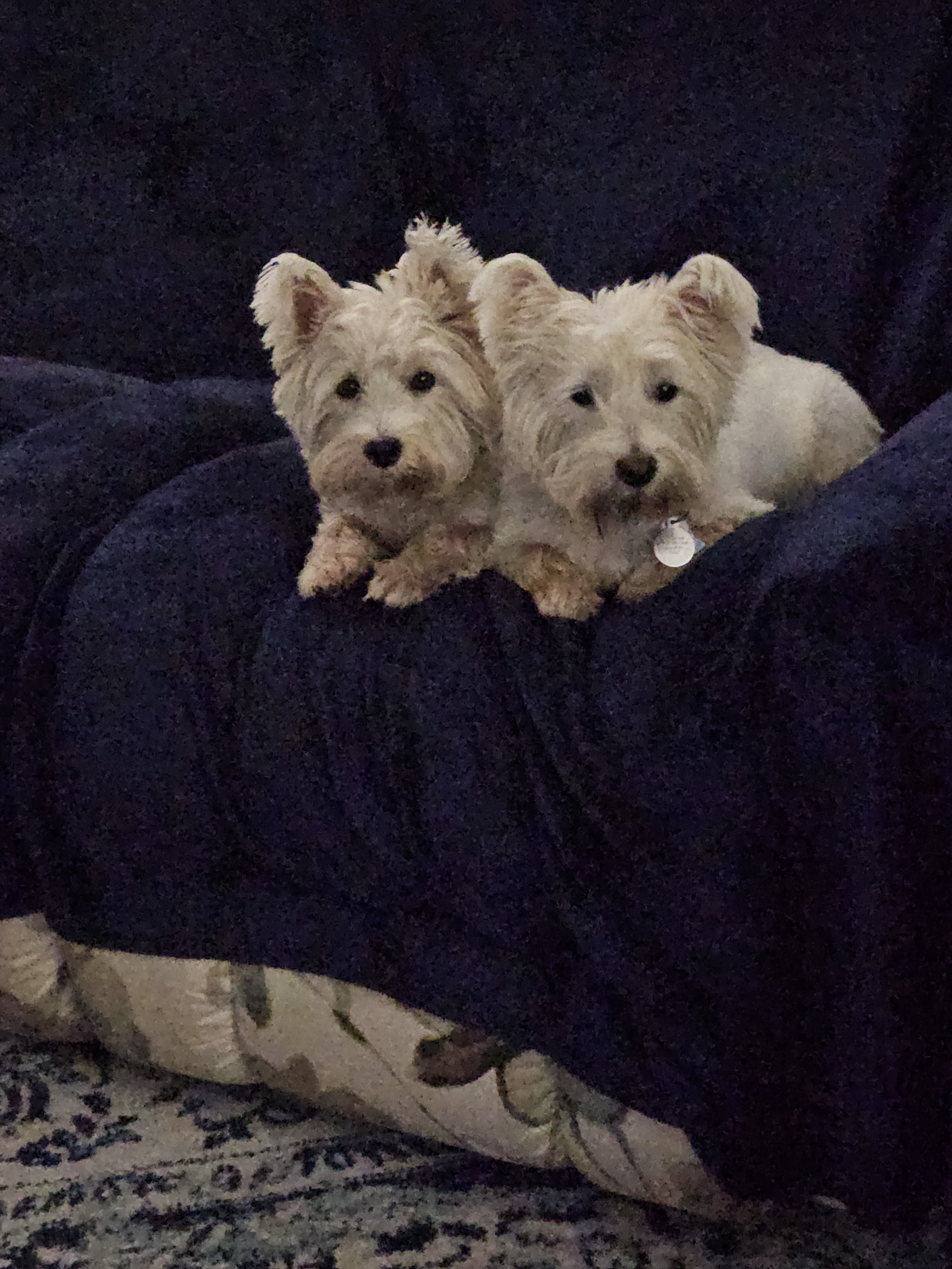 Hamish & Mya